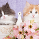 Illustration for article titled I Met Grumpy Cat and It Was Fucking Abysmal